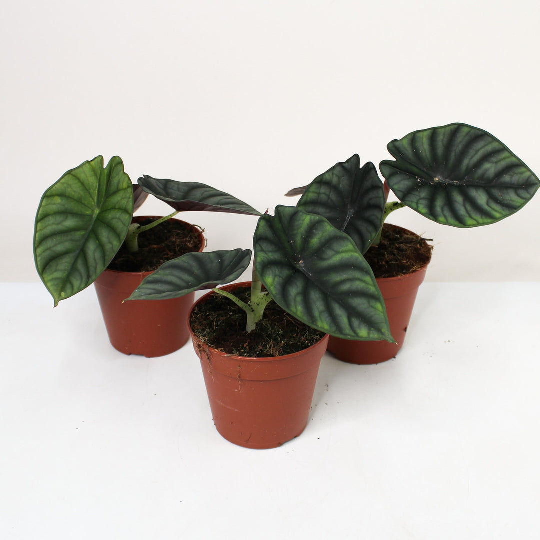 Alocasia Nebula 'Imperialis' Foliage Dreams