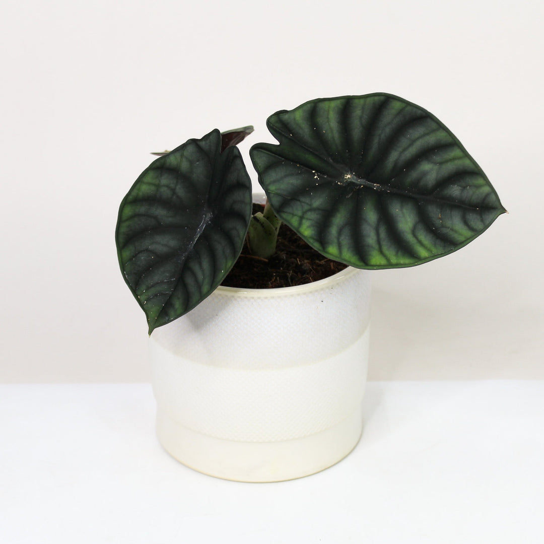 Alocasia Nebula 'Imperialis' M Foliage Dreams