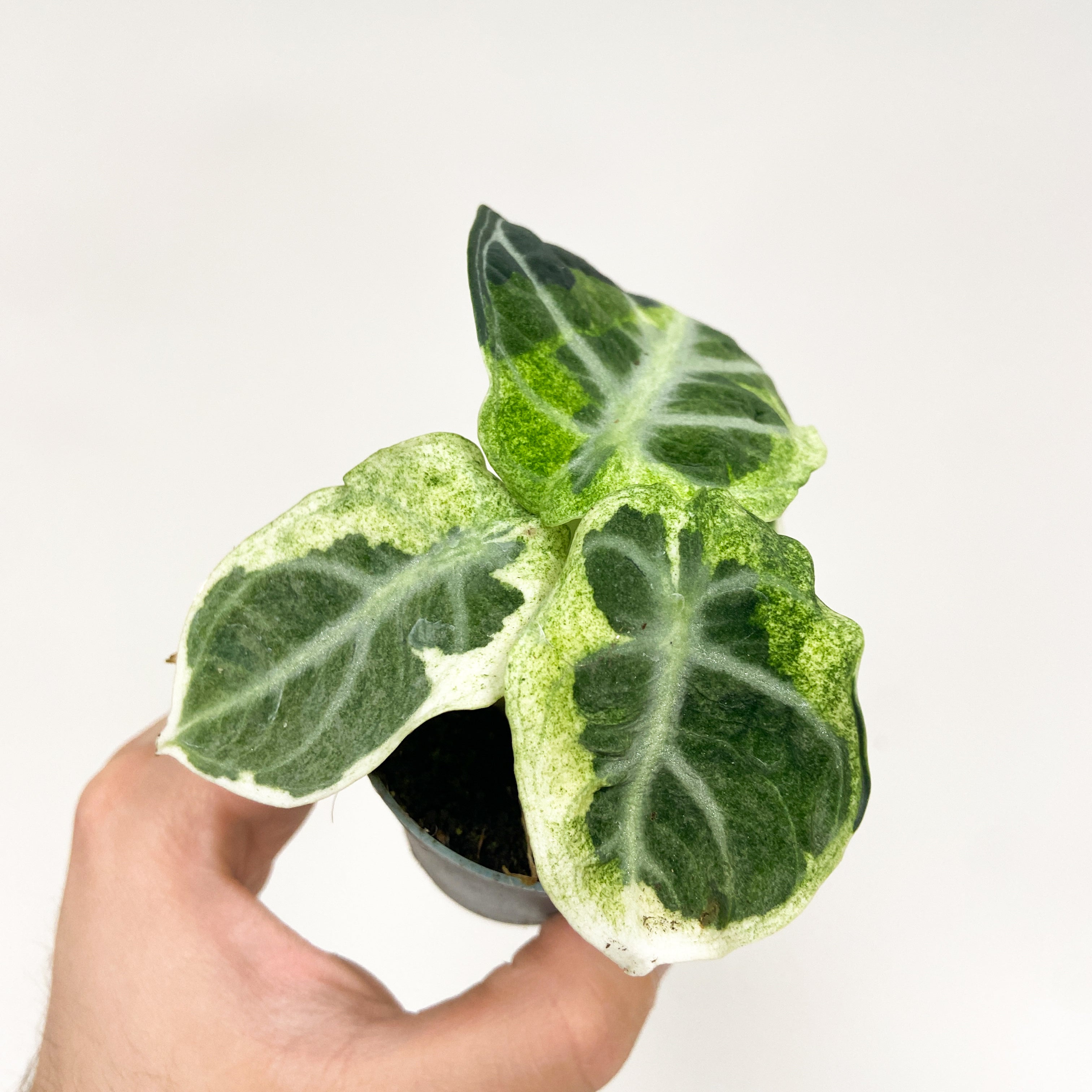 alocasia ninja variegata Alocasia Ninja Variegata