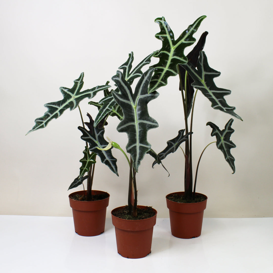 Alocasia Nobilis Foliage Dreams