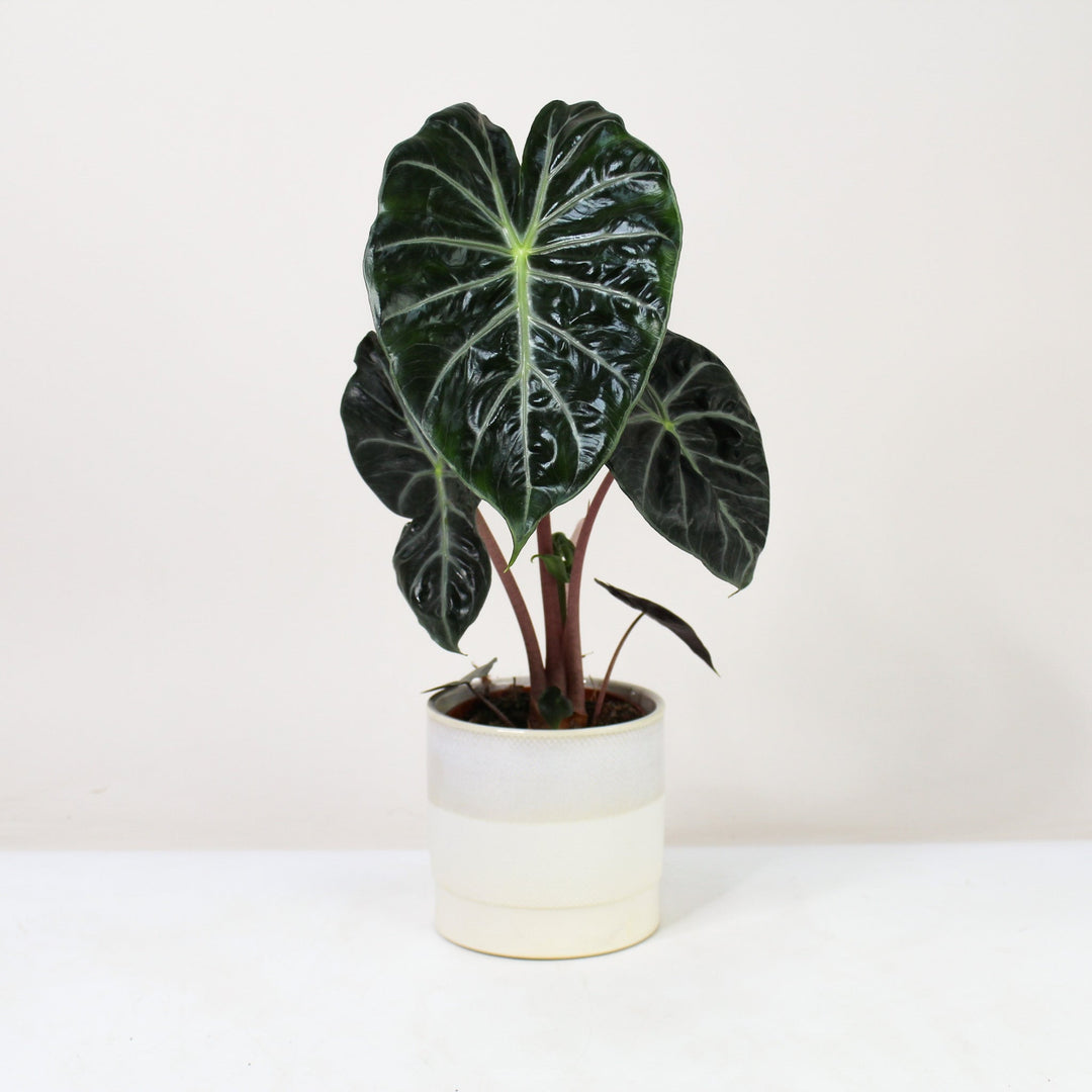 Alocasia Pink Dragon Foliage Dreams