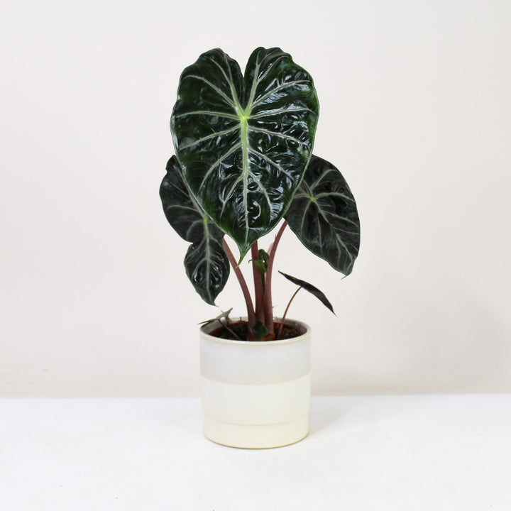 Alocasia Pink Dragon Foliage Dreams