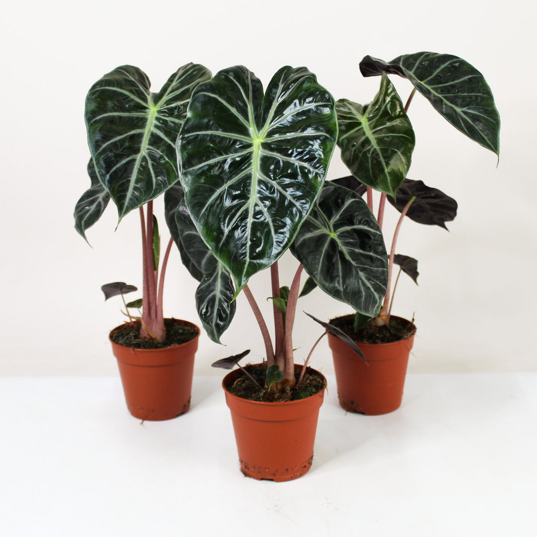 Alocasia Pink Dragon Foliage Dreams