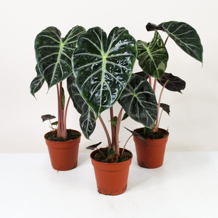 Alocasia Pink Dragon Foliage Dreams