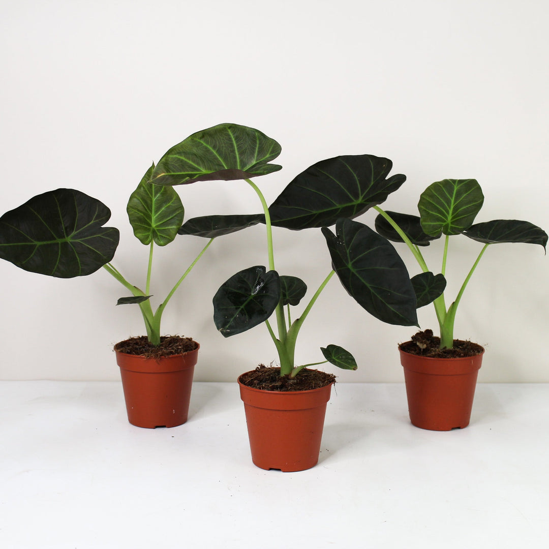 Alocasia Regal Shield Foliage Dreams