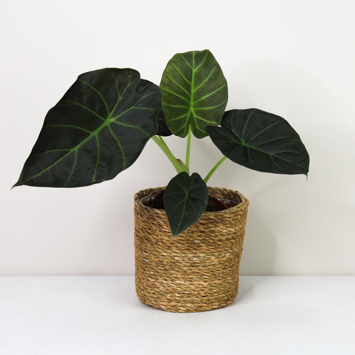 Alocasia Regal Shield M Foliage Dreams