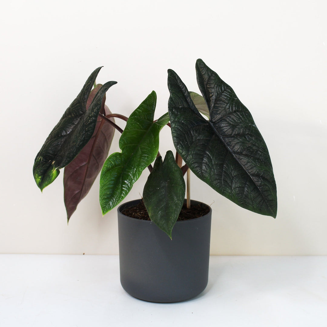 Alocasia Scalprum Foliage Dreams