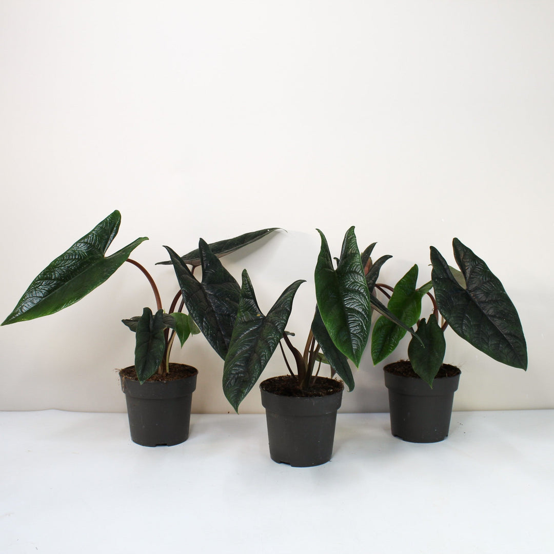 Alocasia Scalprum Foliage Dreams
