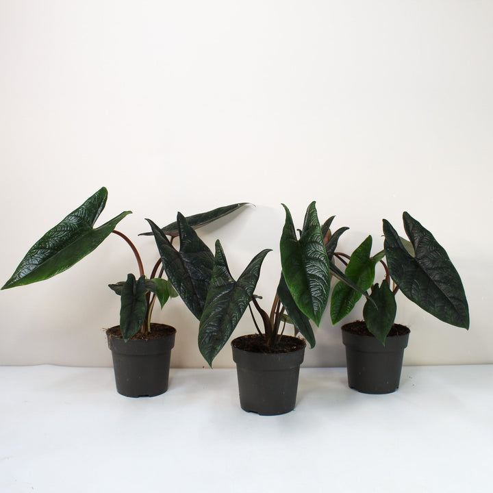 Alocasia Scalprum Foliage Dreams