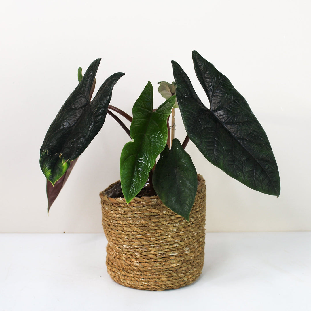 Alocasia Scalprum Foliage Dreams