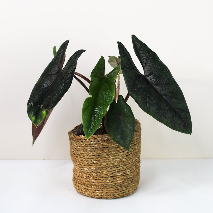 Alocasia Scalprum Foliage Dreams