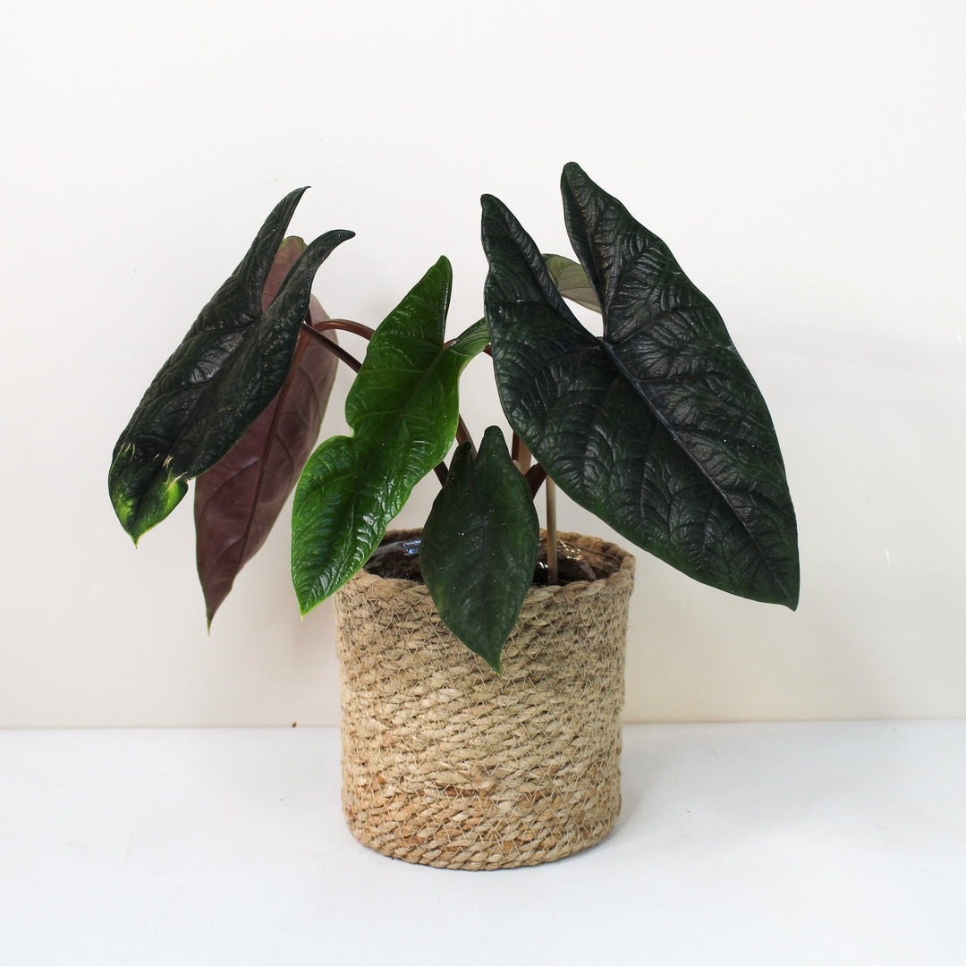 Alocasia Scalprum Foliage Dreams