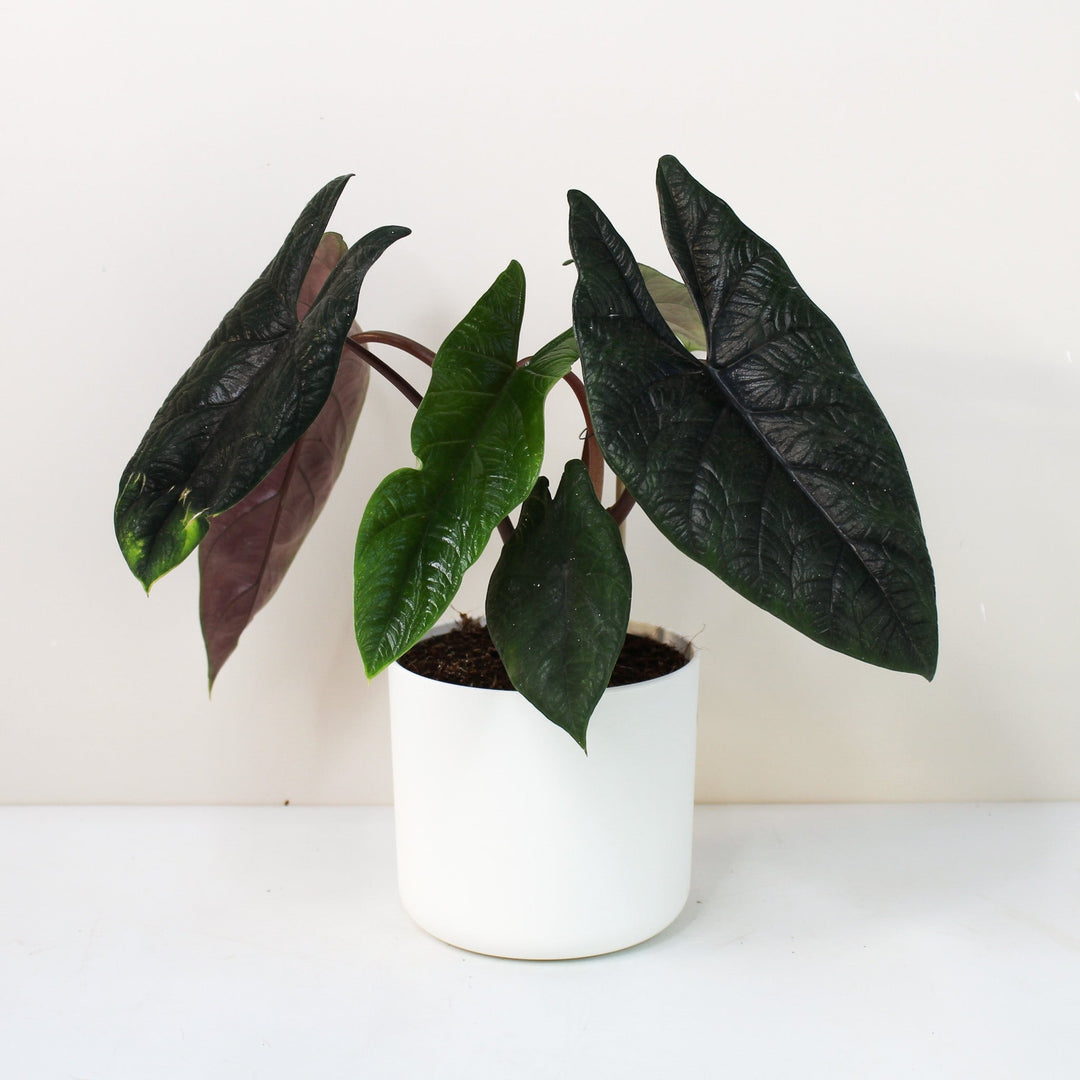 Alocasia Scalprum Foliage Dreams