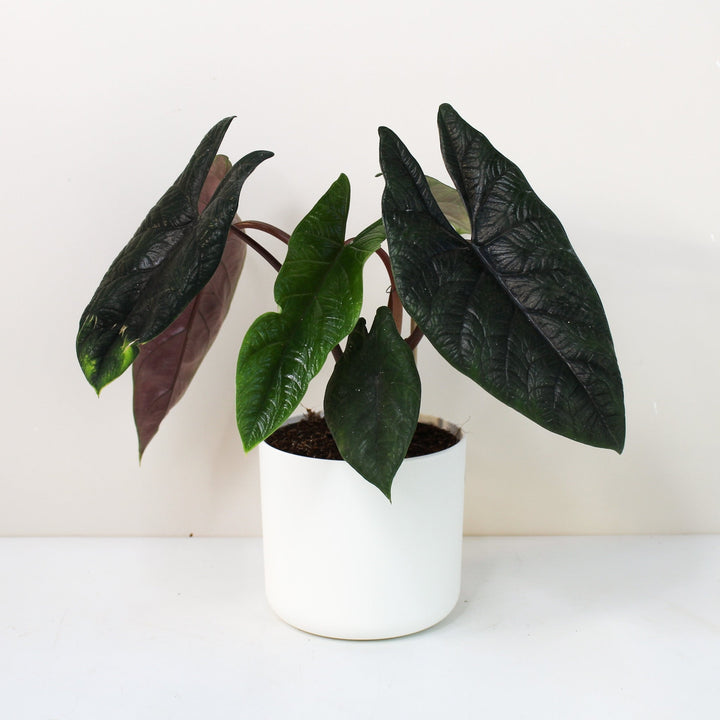 Alocasia Scalprum Foliage Dreams