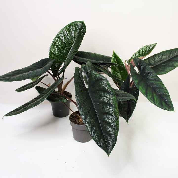 Alocasia Scalprum Foliage Dreams