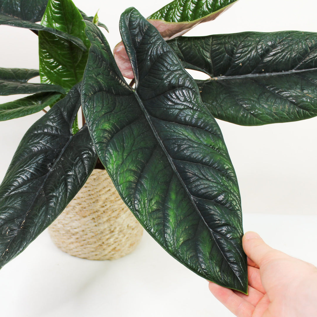 Alocasia Scalprum Foliage Dreams