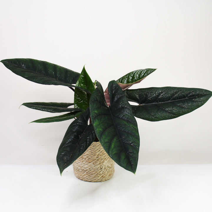 Alocasia Scalprum XL Foliage Dreams