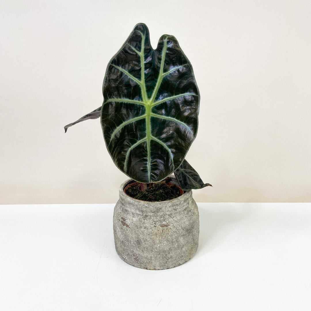 Alocasia Suhirmaniana Red Petiole Foliage Dreams