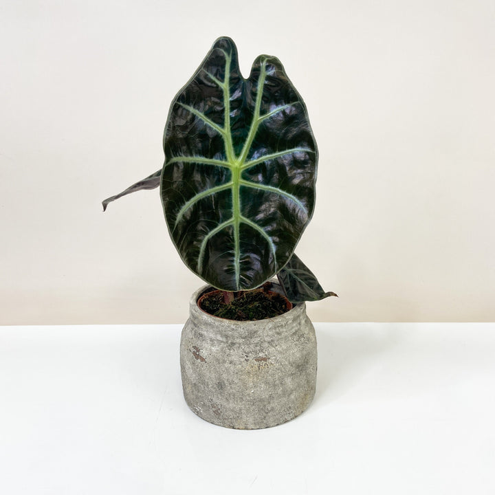 Alocasia Suhirmaniana Red Petiole Foliage Dreams
