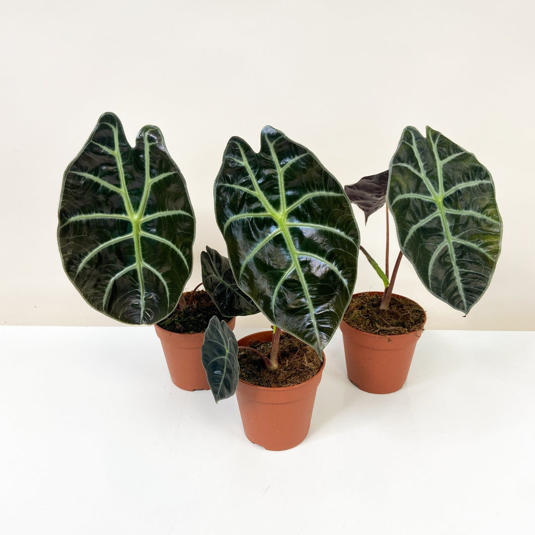 Alocasia Suhirmaniana Red Petiole Foliage Dreams