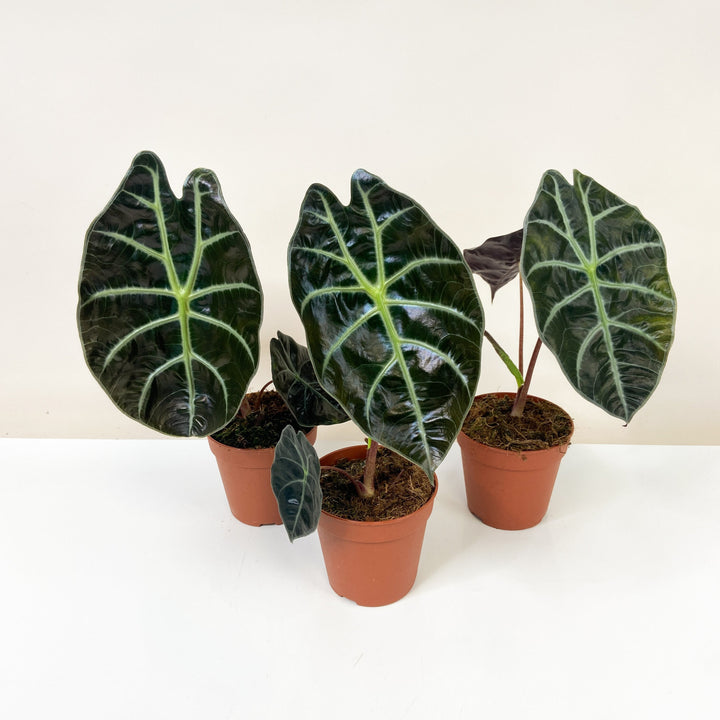Alocasia Suhirmaniana Red Petiole Foliage Dreams