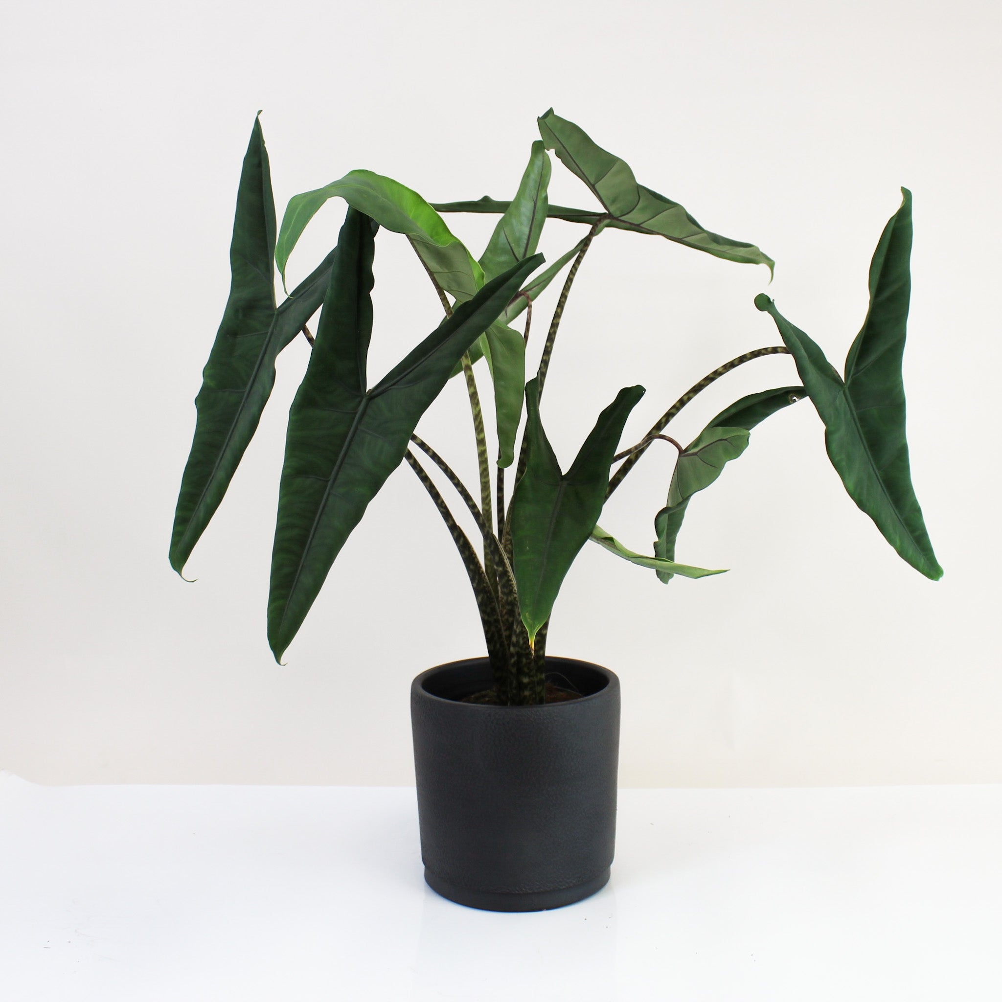 Alocasia Zebrina