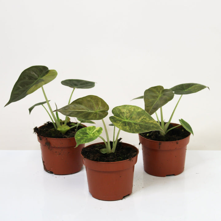 Alocasia ?? Variegata S Foliage Dreams