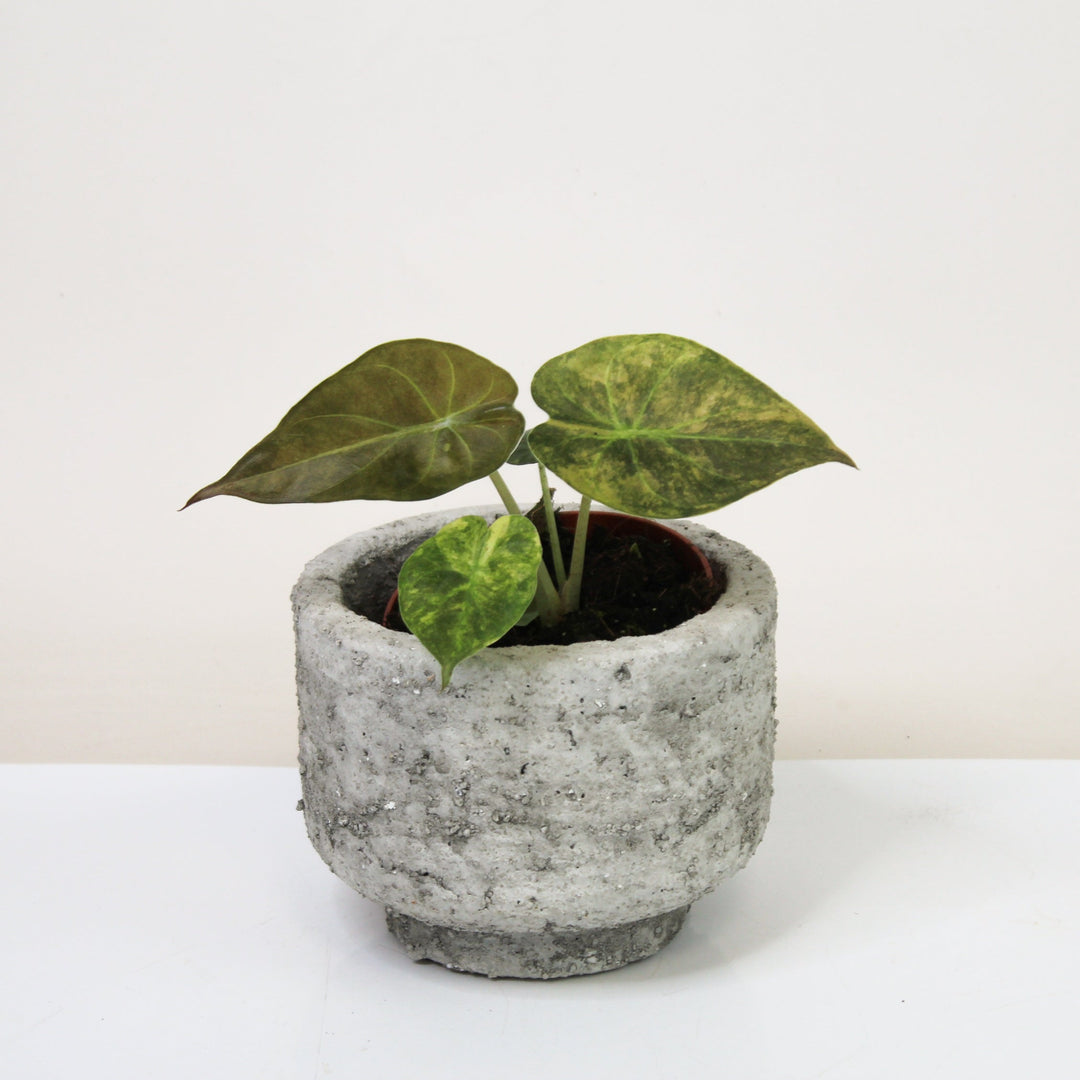 Alocasia ?? Variegata S Foliage Dreams