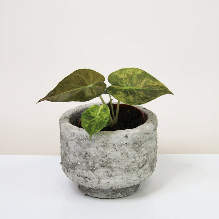Alocasia ?? Variegata S Foliage Dreams