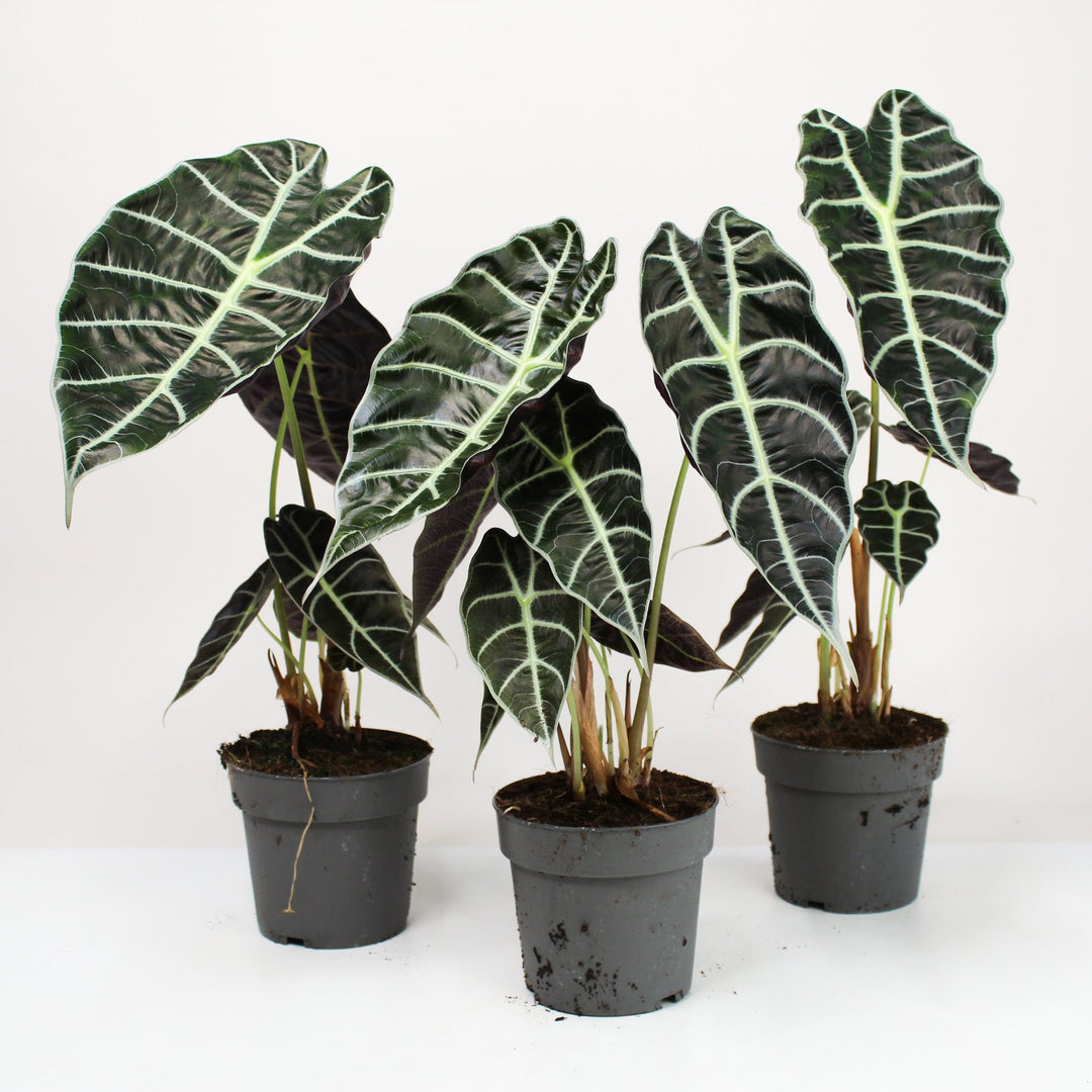 Alocasia Watsoniana Foliage Dreams