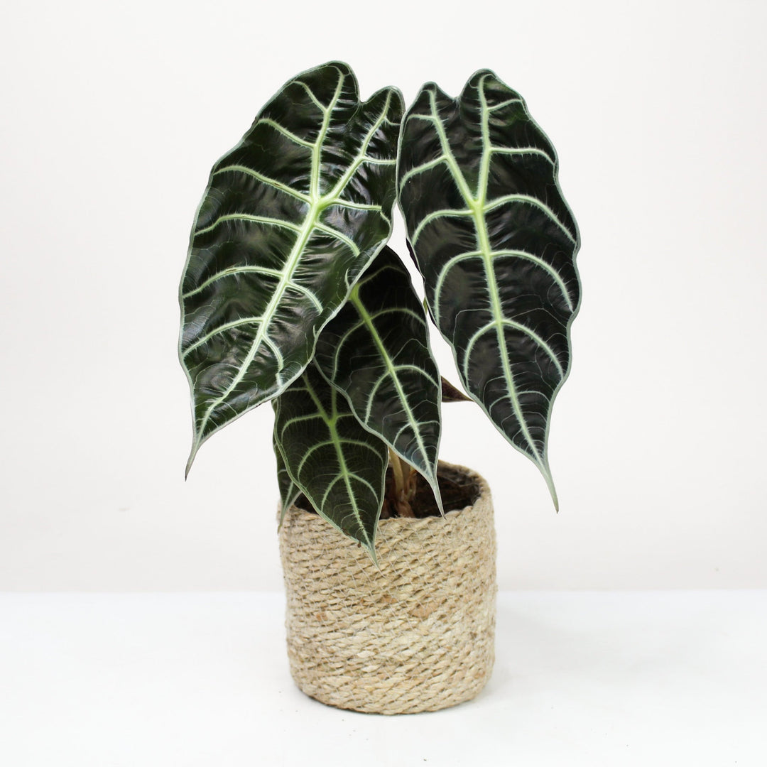 Alocasia Watsoniana Foliage Dreams