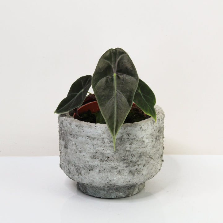 Alocasia Watsoniana Red Vein Foliage Dreams