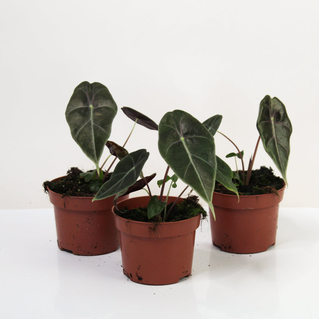 Alocasia Watsoniana Red Vein Foliage Dreams