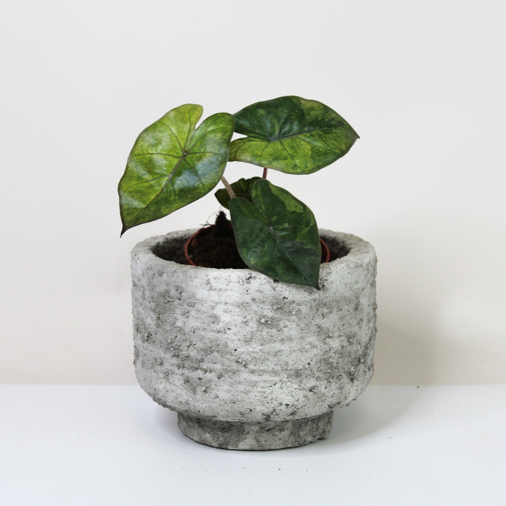 Alocasia Yucatan Princess Aurea Variegata – Foliage Dreams