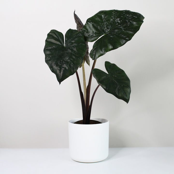 Alocasia Yucatan Princess Foliage Dreams