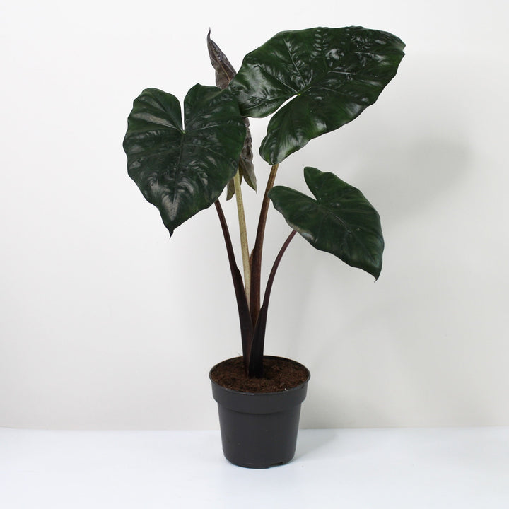 Alocasia Yucatan Princess Foliage Dreams