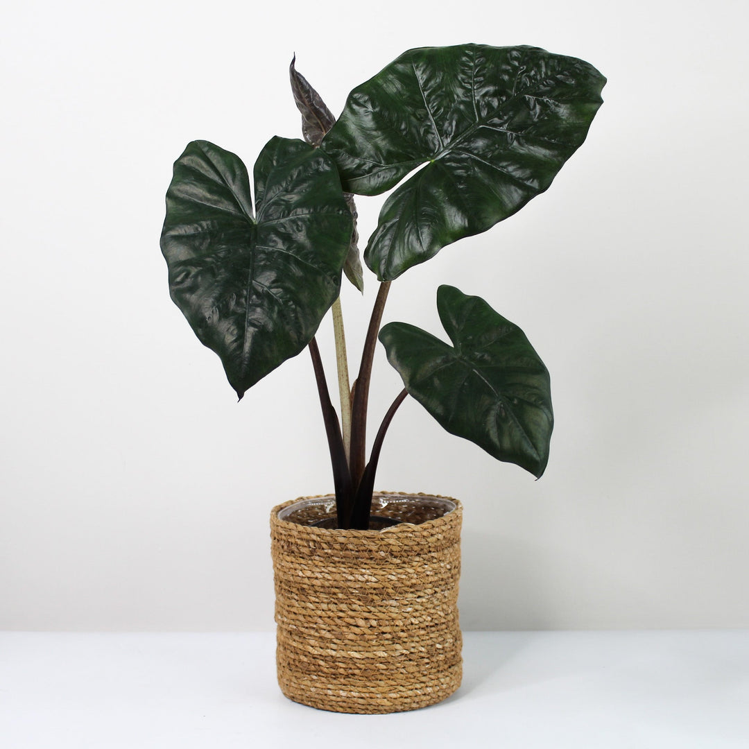 Alocasia Yucatan Princess Foliage Dreams