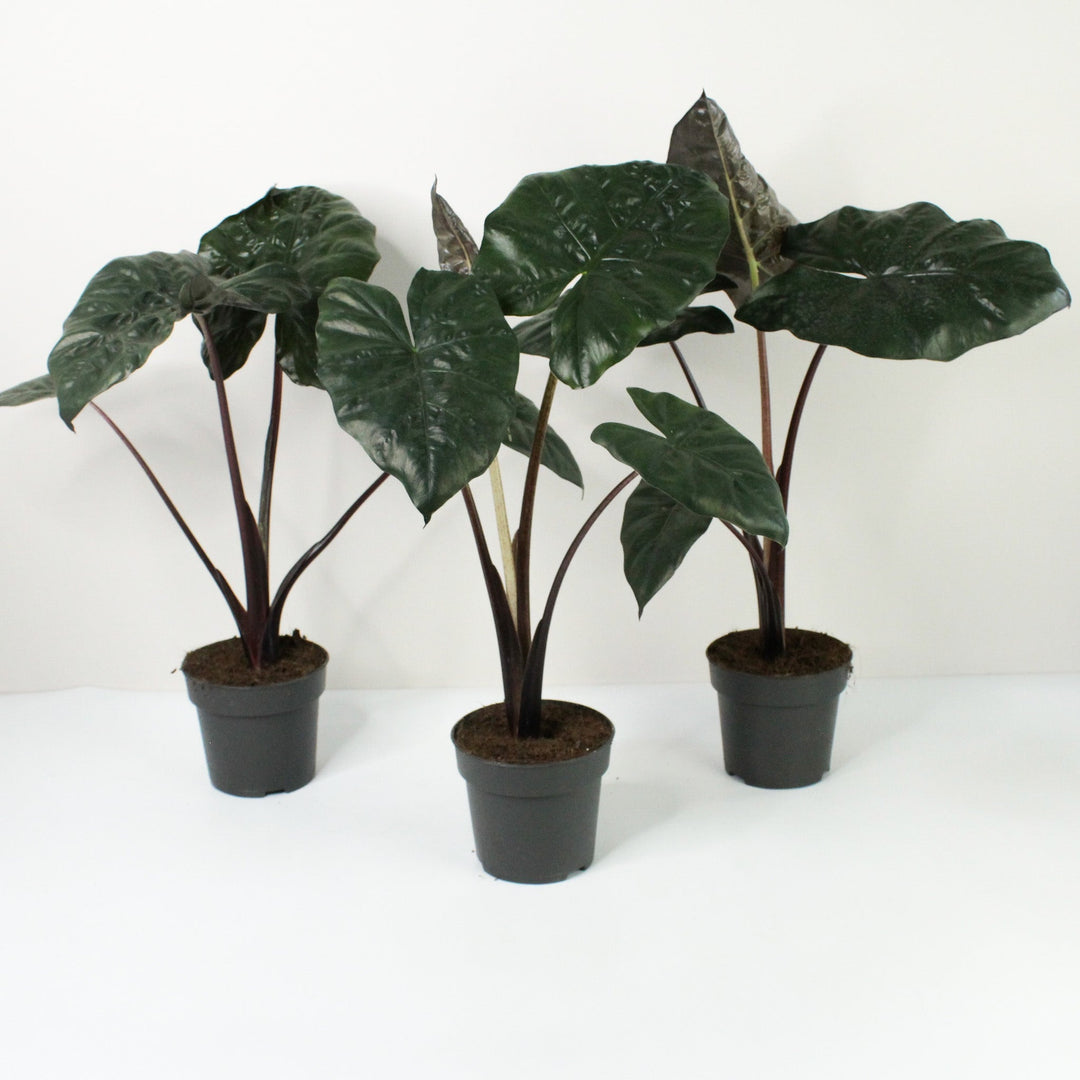 Alocasia Yucatan Princess Foliage Dreams