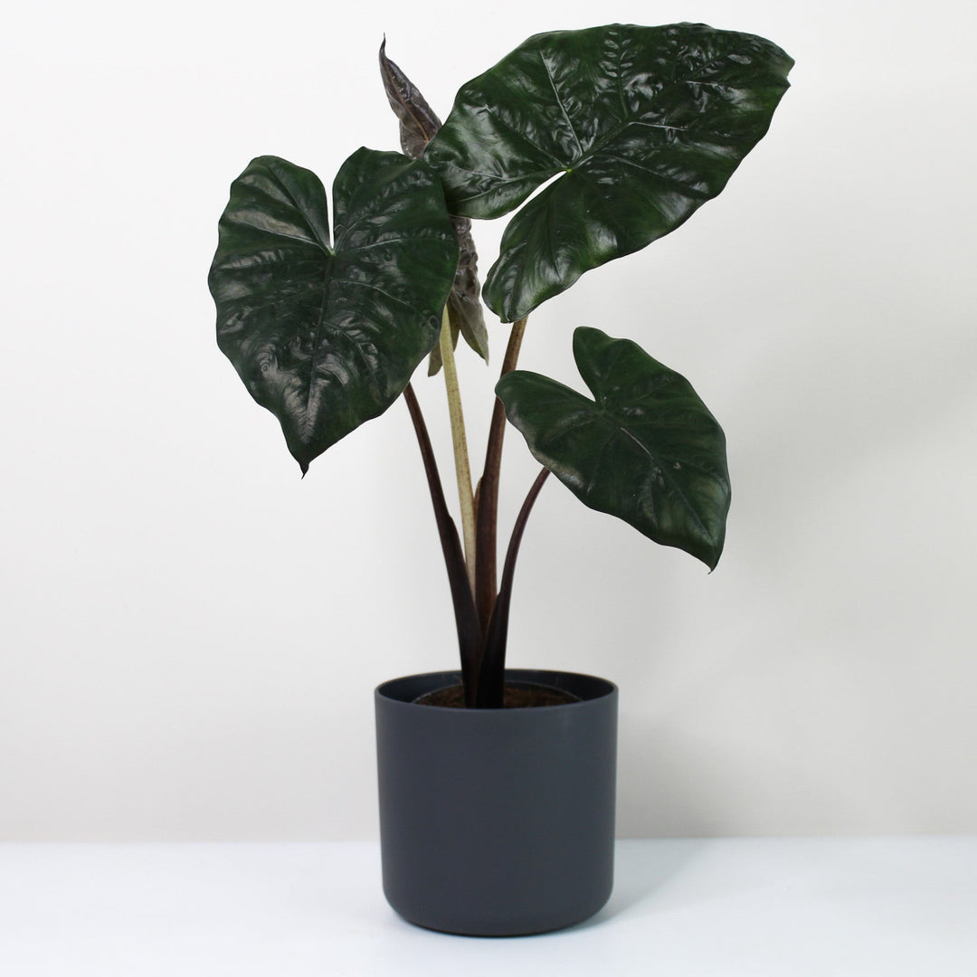 Alocasia Yucatan Princess Foliage Dreams