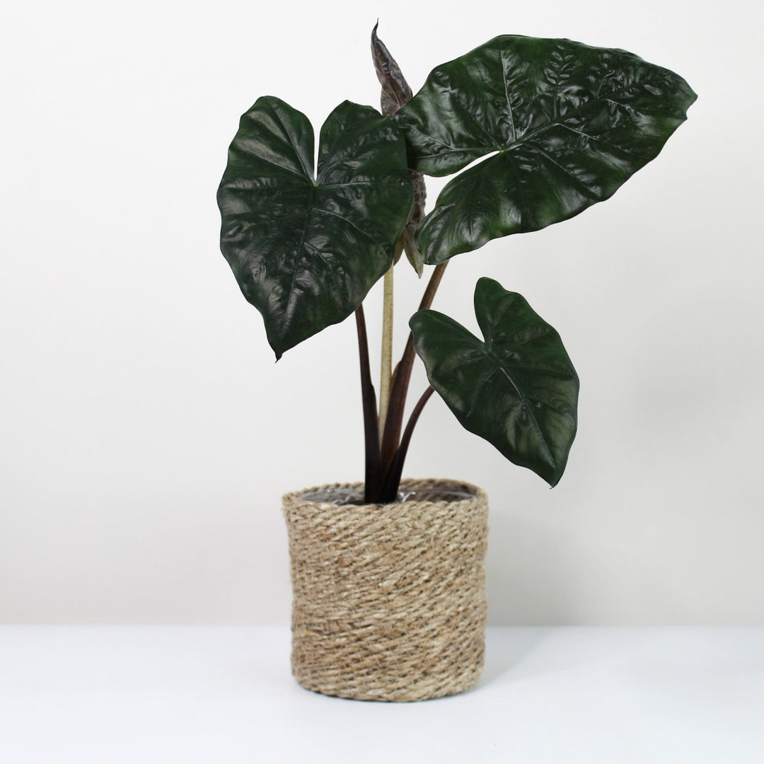 Alocasia Yucatan Princess Foliage Dreams