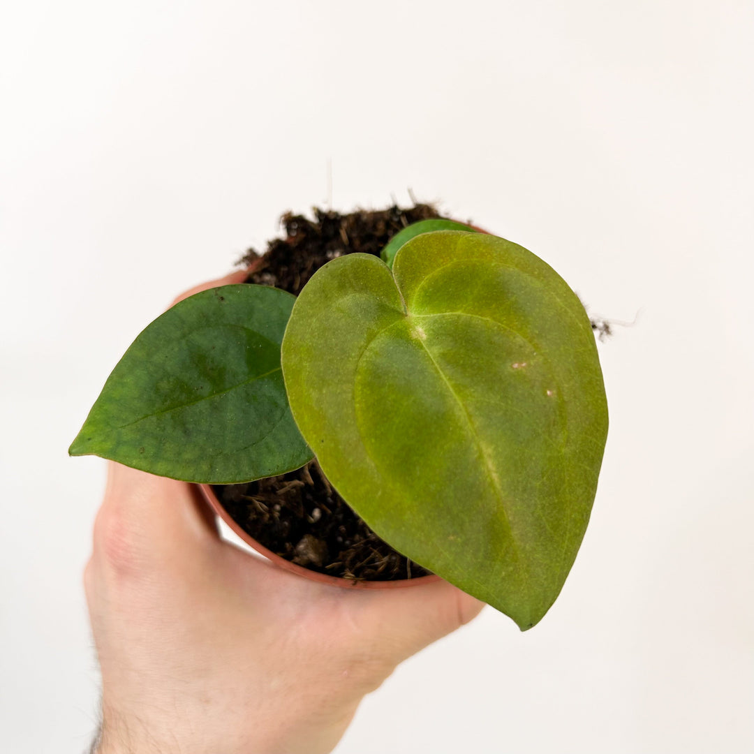 Anthurium Ace Of Spades X Dressleri S Foliage Dreams