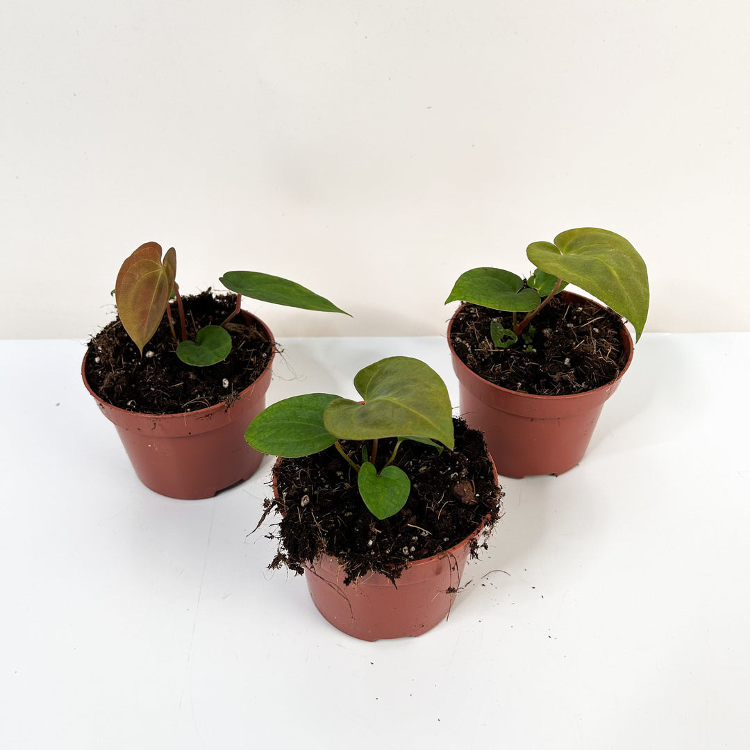 Anthurium Ace Of Spades X Dressleri S Foliage Dreams