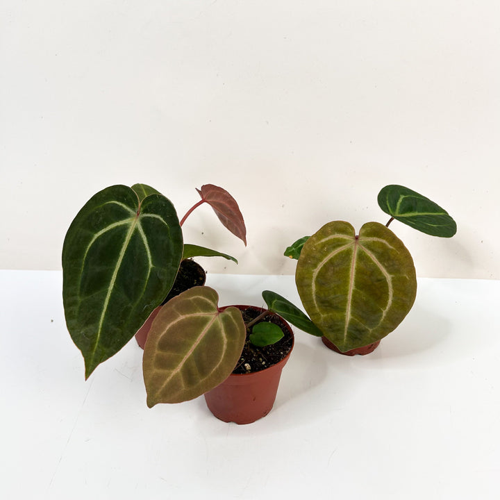 Anthurium Besseae Aff X Zara X Michelle S Foliage Dreams