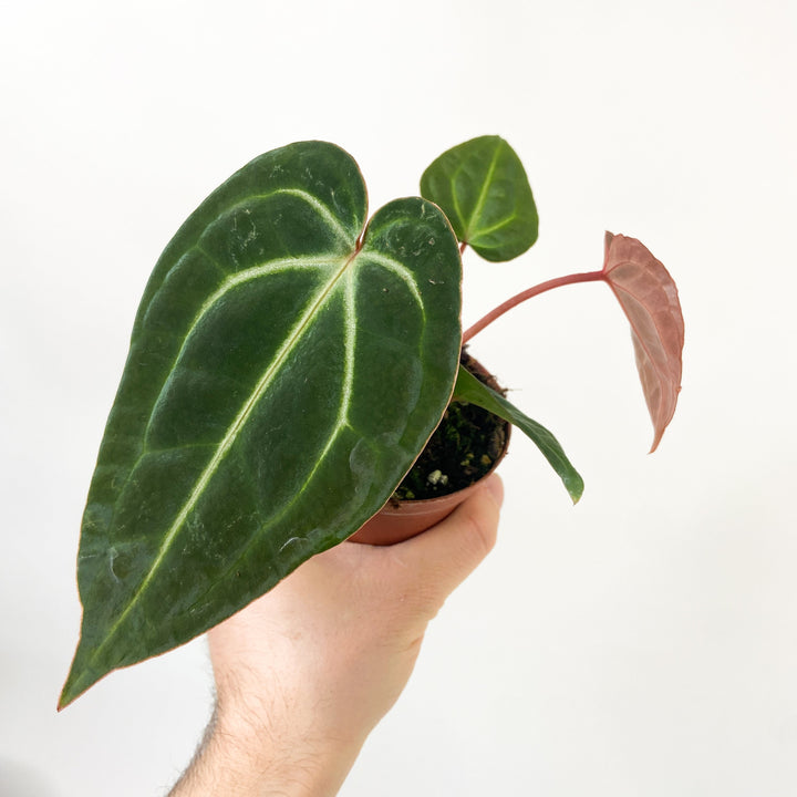 Anthurium Besseae Aff X Zara X Michelle S Foliage Dreams