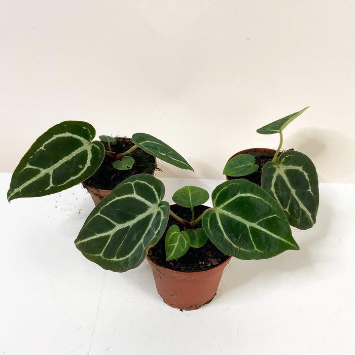 Anthurium Chrystallinum x Zara x Michelle S Foliage Dreams