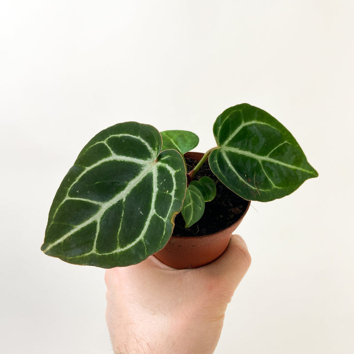 Anthurium Chrystallinum x Zara x Michelle S Foliage Dreams
