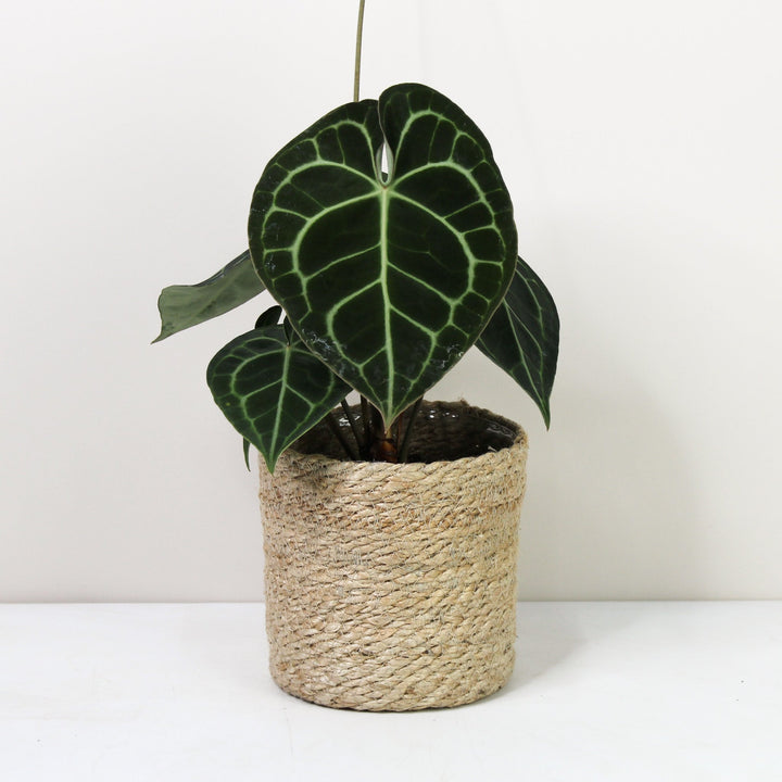 Anthurium Clarinervium (Herzblattblume) Foliage Dreams