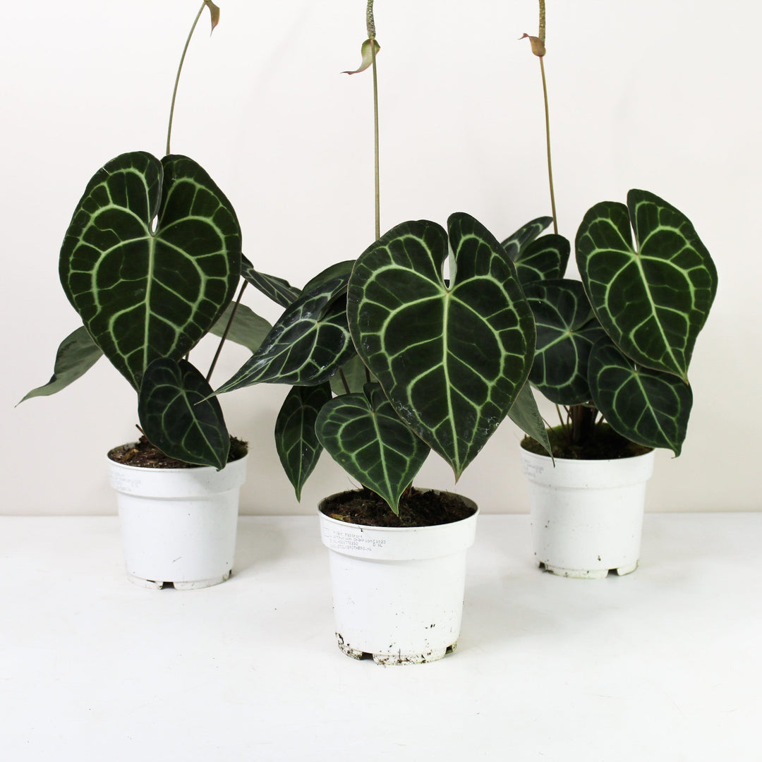 Anthurium Clarinervium (Herzblattblume) Foliage Dreams