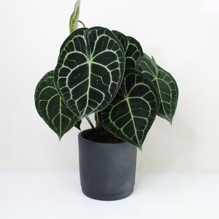Anthurium Clarinervium (Herzblattblume) XL Foliage Dreams