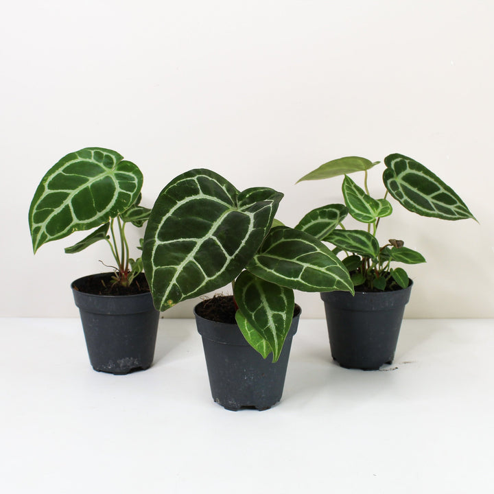 Anthurium Crystallinum Foliage Dreams